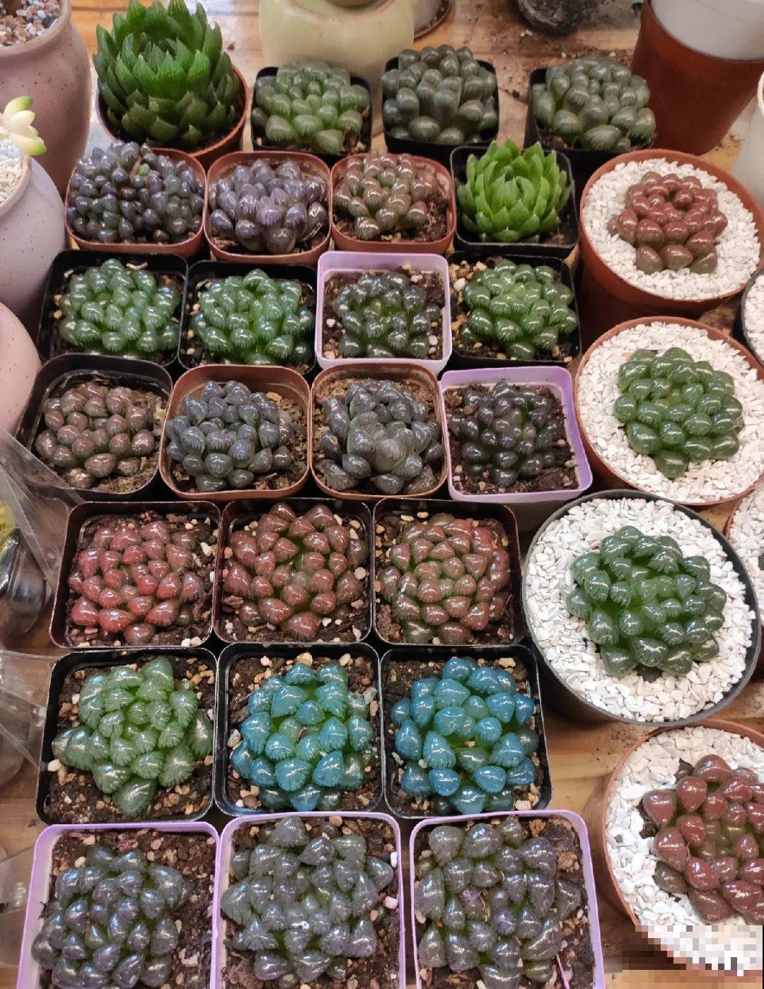 染色大葱？卫生纸一擦就掉色，真细思极恐