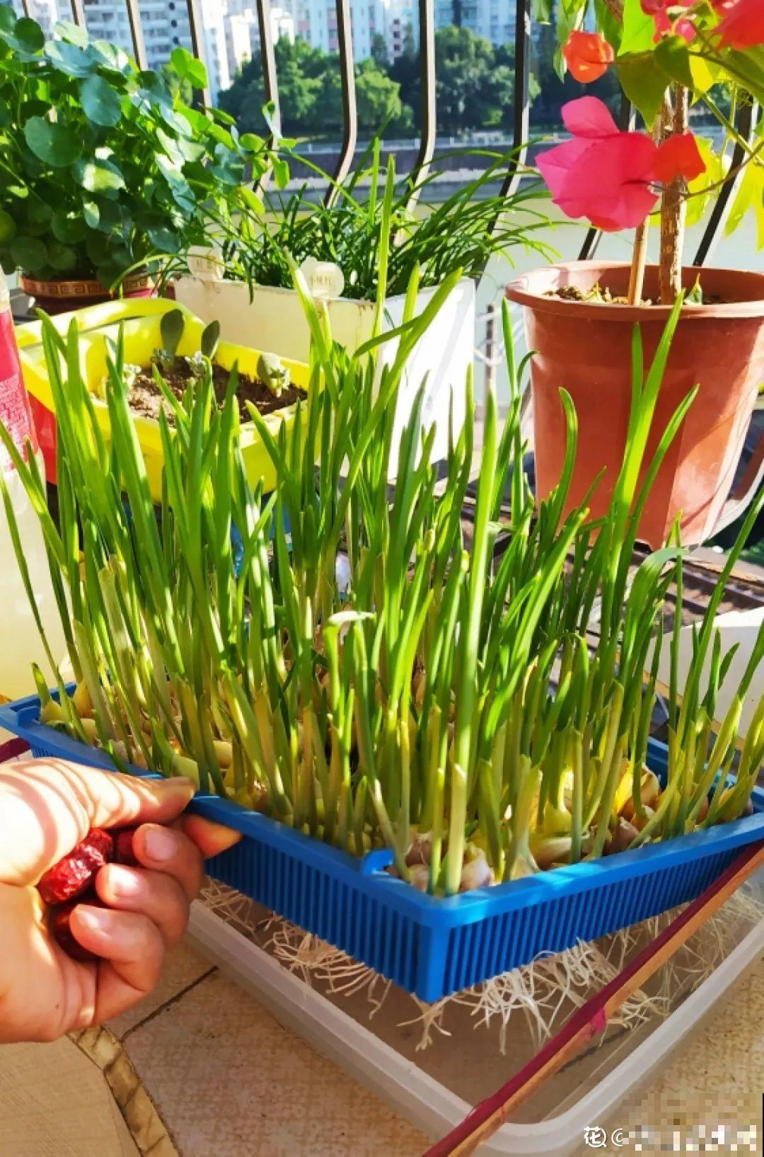 吃完的菜根切下来，埋土里就冒芽，以后不用买菜了！