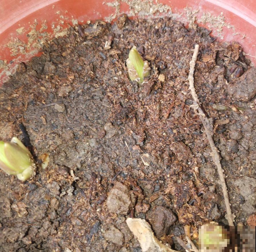 淘汰下的旧土先别扔，放锅里炒一炒，效果还很好！