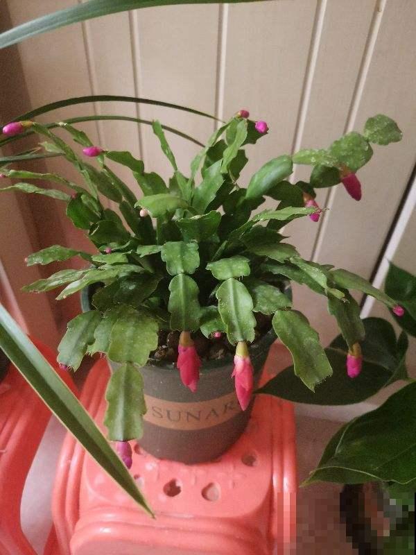 植物出现5种情况，说明根系有问题，要赶紧救治