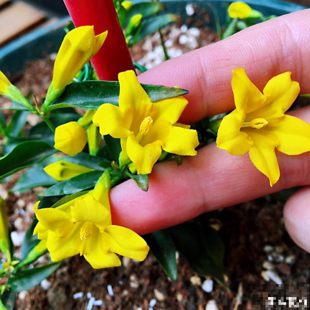 冬天的5种花特香，越冷越开花，像是喷了香水