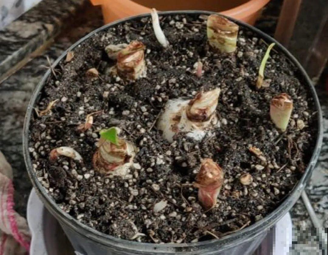 路边别人丢的大花盆，看着眼馋，好想捡回家