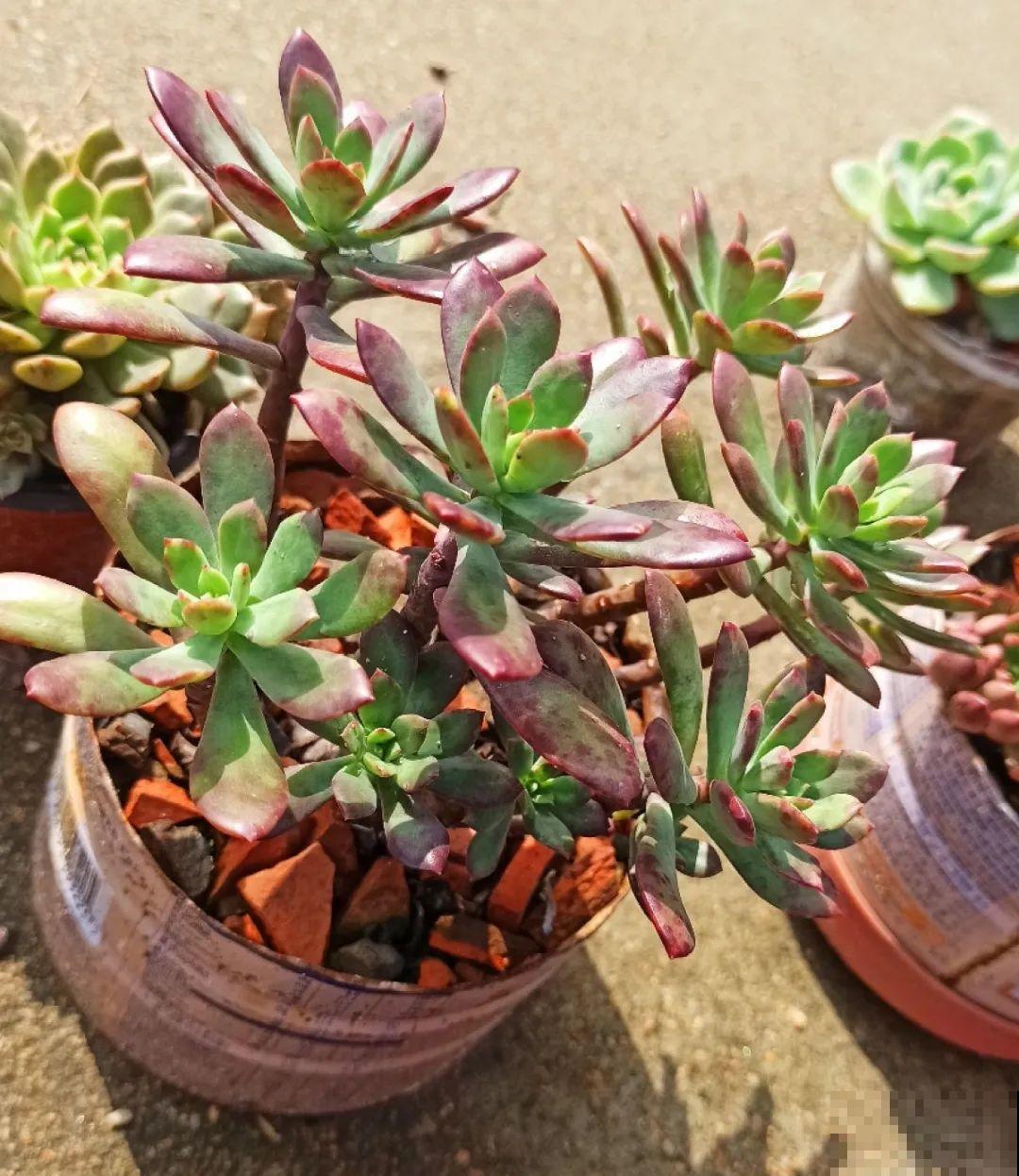 初春的多肉要撸叶子，重新扦插，能生好多盆