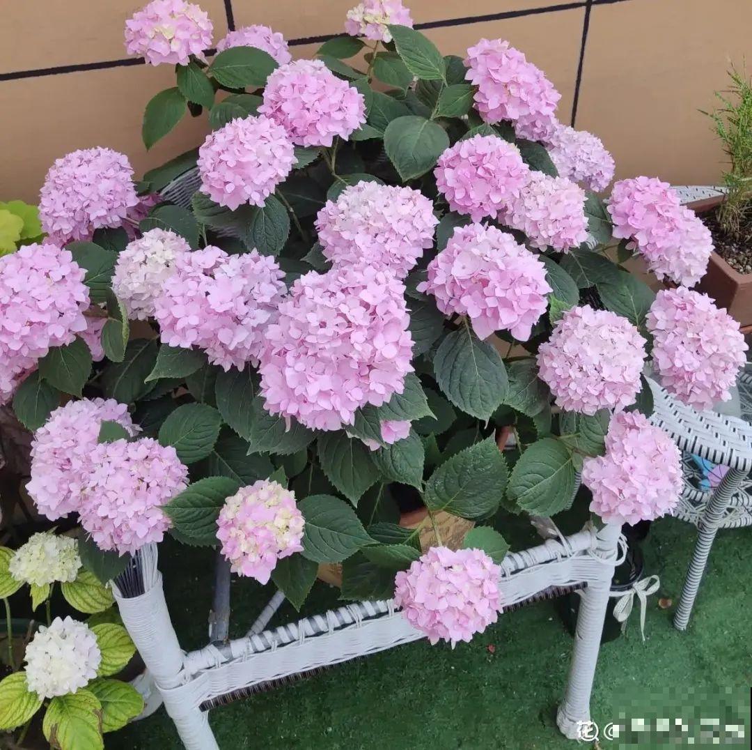 超级耐旱花，整个冬天不浇水，还能胖一圈！