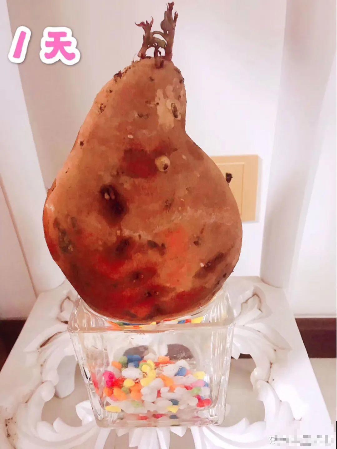 吃完的菜根切下来，埋土里就冒芽，以后不用买菜了！