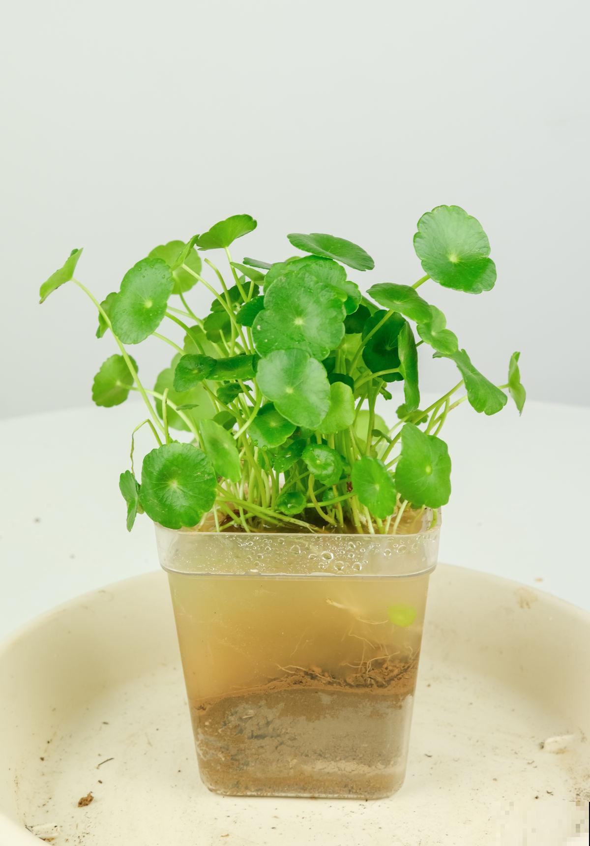 水培植物的最爱，往水里滴一点，不黄叶不烂根！
