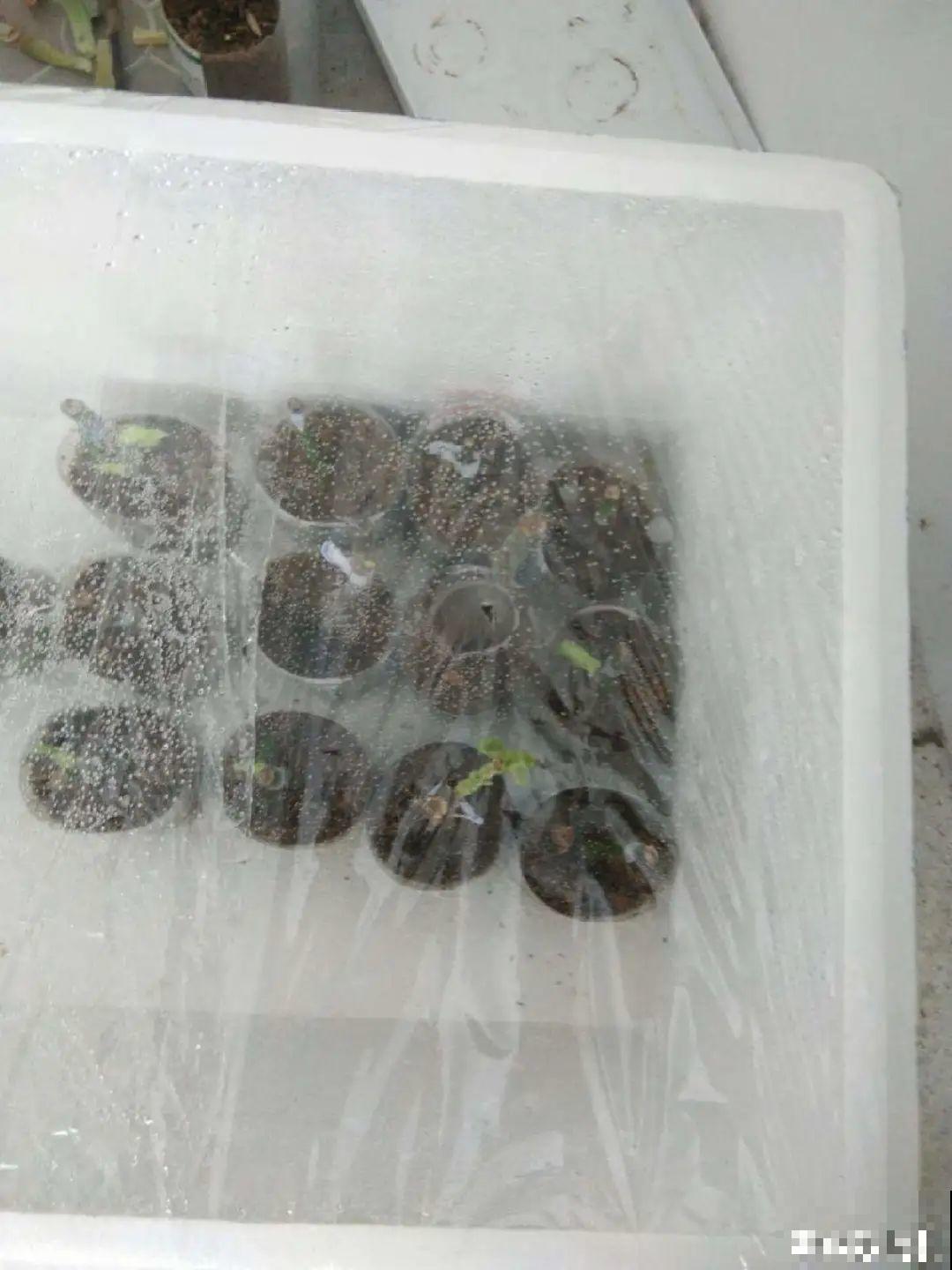 冬天太冷，花要及时保暖，才能安全越冬