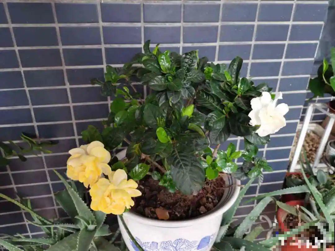 6种花慎养，再好的盆和土，现在也养不活