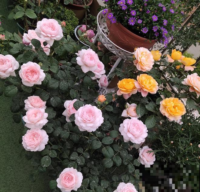 月季养护要选择合适的盆，不能盲目跟风，不然很难爆盆