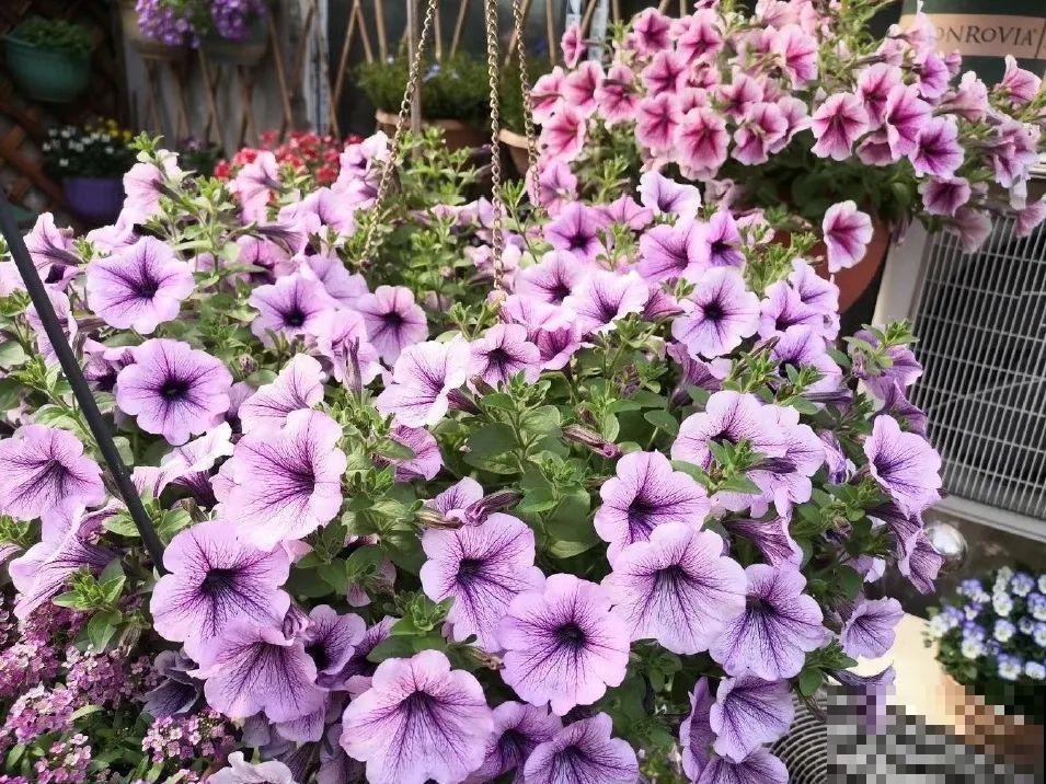 5年的花园，消失只要3天，全没了……