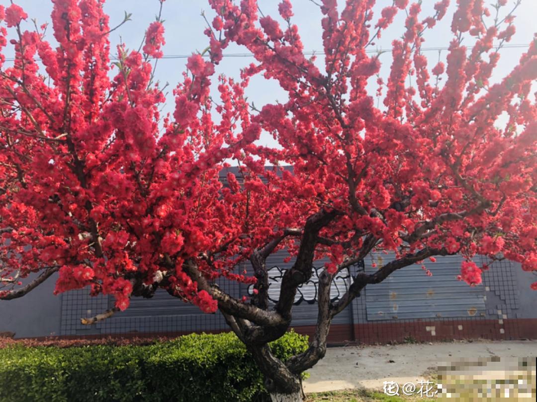 16种花，能养成传家宝，养个几十年没问题