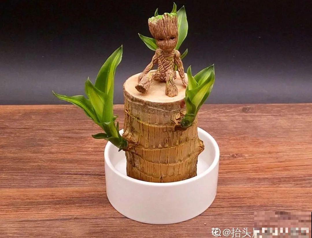 24种花,净化空气最厉害,绿萝竟然倒数! 24种花,净化空气最厉害,绿萝竟然倒数!