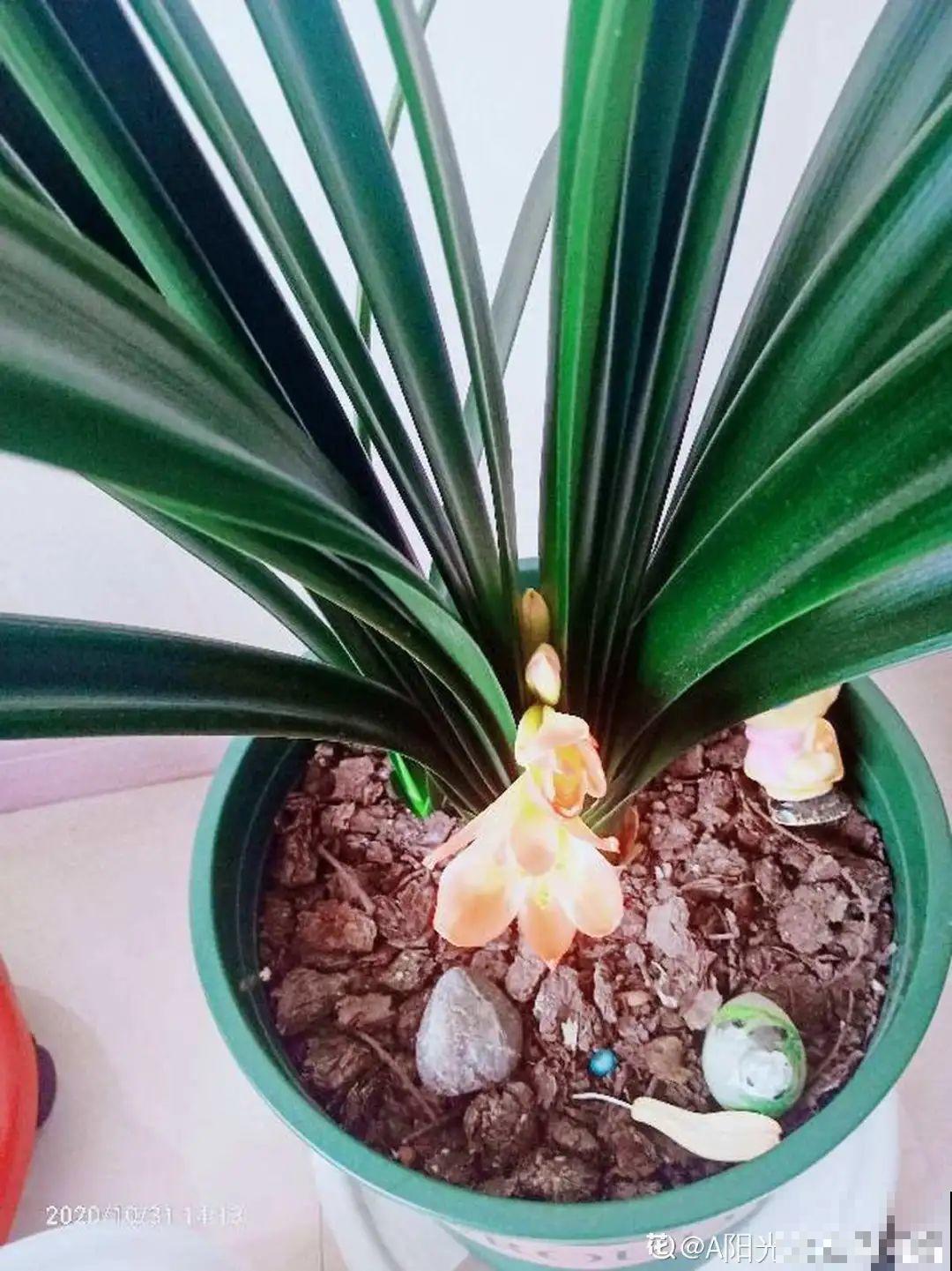 7种花，现在绝对不能剪，剪了一年不开花！