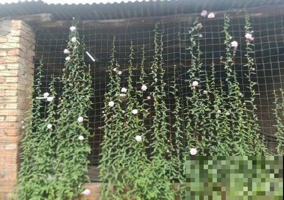 只需要种一次的花，年年疯长，除都除不尽