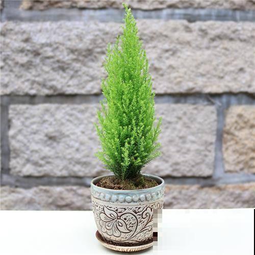 高颜值的香松，家里养上一盆，助眠效果超级好！