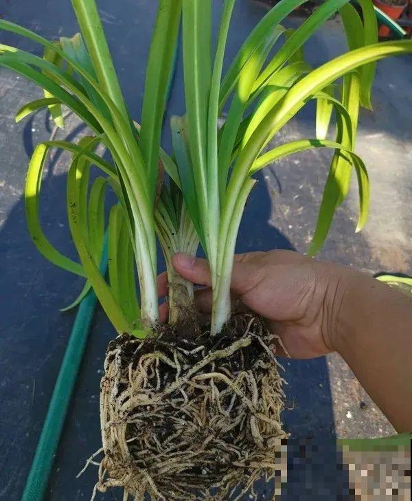 1种君子兰，个头能窜1米多，开花是梦幻蓝色，特迷人