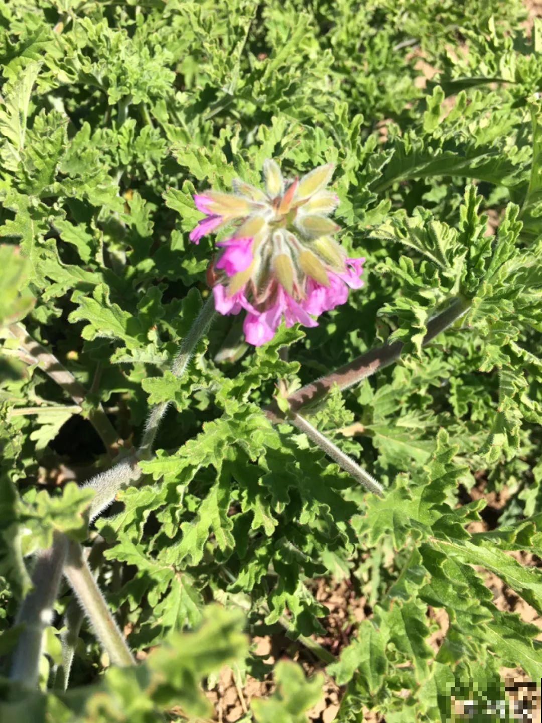 24种花,净化空气最厉害,绿萝竟然倒数! 24种花,净化空气最厉害,绿萝竟然倒数!