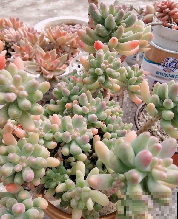 容易养成老桩的多肉，新手也能养成，2年茎秆木质化