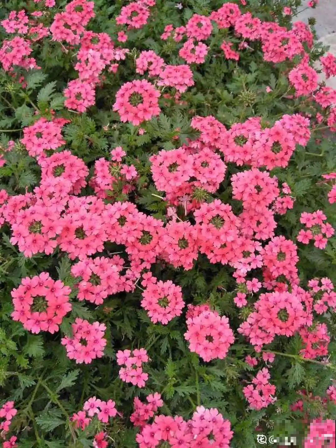 有院子的话，种这6种花，沾土就活一大片