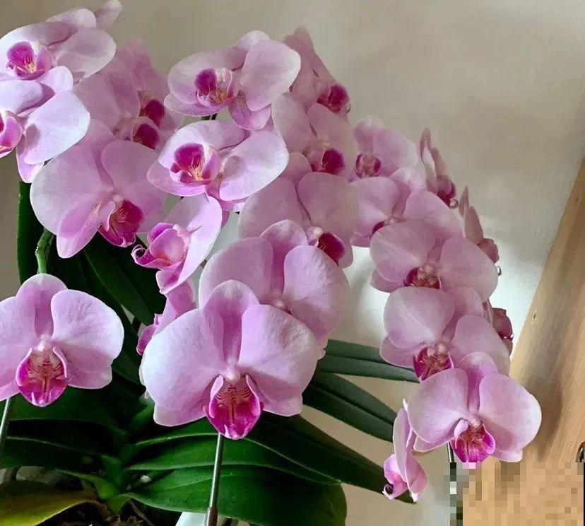 5度以下，常见的21种花必须断水，不然都烂根了