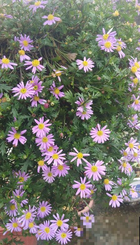 姬小菊的养护技巧,学会这几点,一年四季花开不断! 姬小菊的养护技巧,学会这几点,一年四季花开不断!