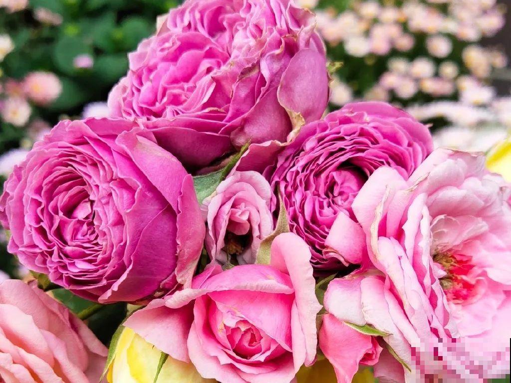 5年的花园，消失只要3天，全没了……