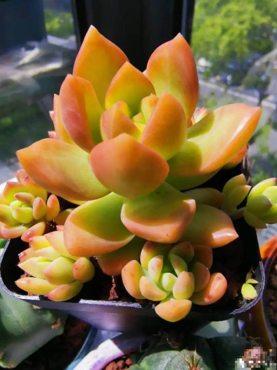 快过年了，肉崽子们都红火起来，陪我一起过节！