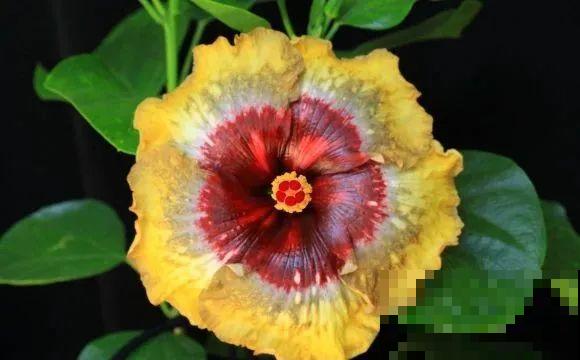 花市10块钱买的花，开花之后身价倍增，真赚了！