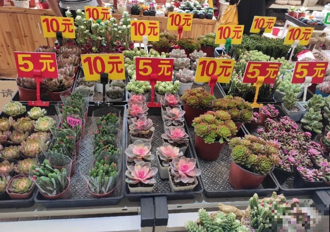 染色大葱？卫生纸一擦就掉色，真细思极恐