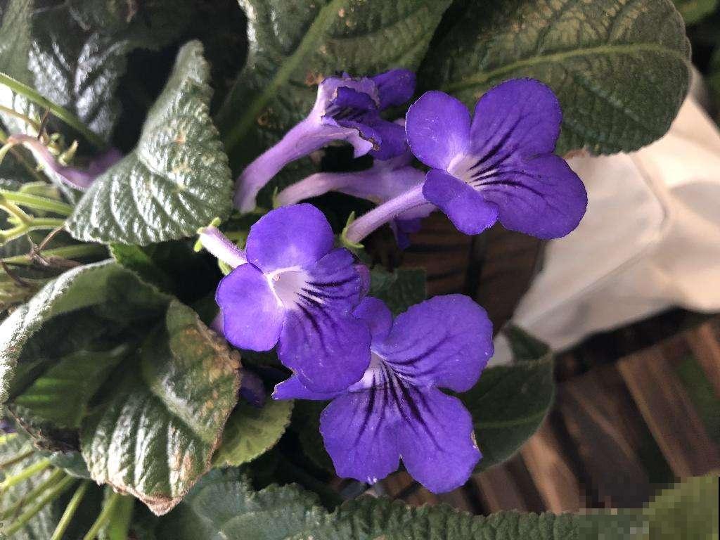 不是所有植物都能喷水养护，这4种千万别喷水，不然很容易黄叶！