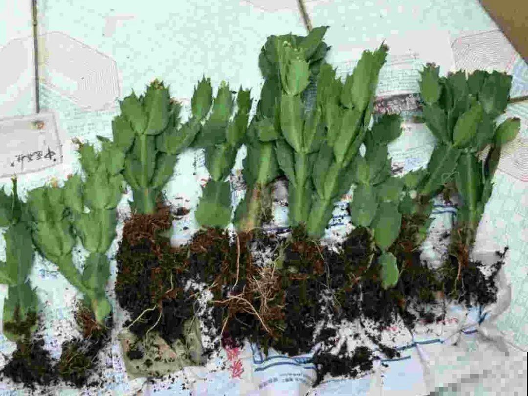 养护蟹爪兰,要注意8个要点,才能开出仙气飘飘花 养护蟹爪兰,要注意8个要点,才能开出仙气飘飘花