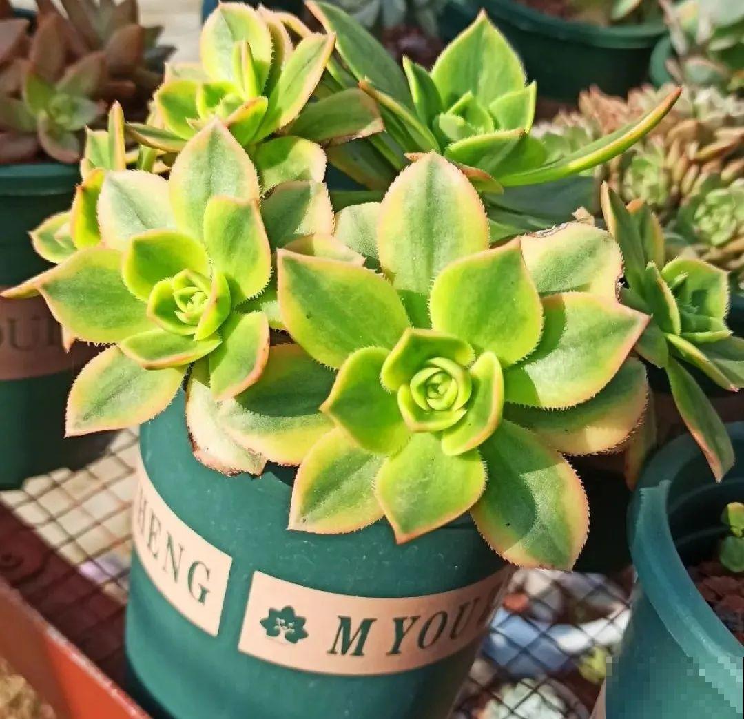 多肉养在大盆里,就是豪横霸气,棵棵大得像白菜 多肉养在大盆里,就是豪横霸气,棵棵大得像白菜