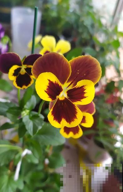 一盆花三个颜色,“草花皇后”三色堇,做好5点花开不断! 一盆花三个颜色,“草花皇后”三色堇,做好5点花开不断!