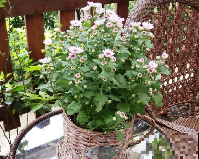 家里养盆千头菊，开花呼呼爆盆，一盆能开上百朵