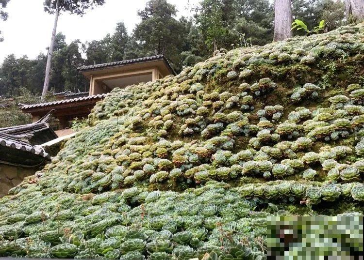 山上的尼姑庵,只养花不烧香,看完想出家 山上的尼姑庵,只养花不烧香,看完想出家