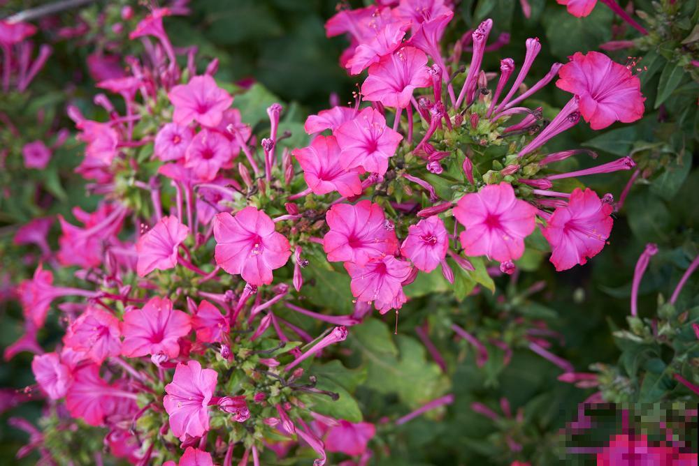 只需要种一次的花，年年疯长，除都除不尽