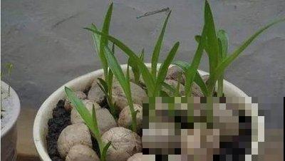 家里也能种菜？这4种菜种家里，营养美味又好看！