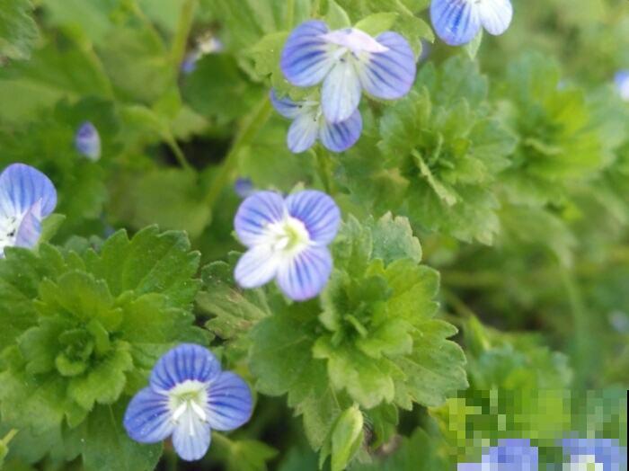 山上的野花是“初春信号”,露出嫩绿的小脑袋,开花一大片 山上的野花是“初春信号”,露出嫩绿的小脑袋,开花一大片