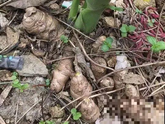 生姜埋门口,竟然开花了,花期还超长! 生姜埋门口,竟然开花了,花期还超长!