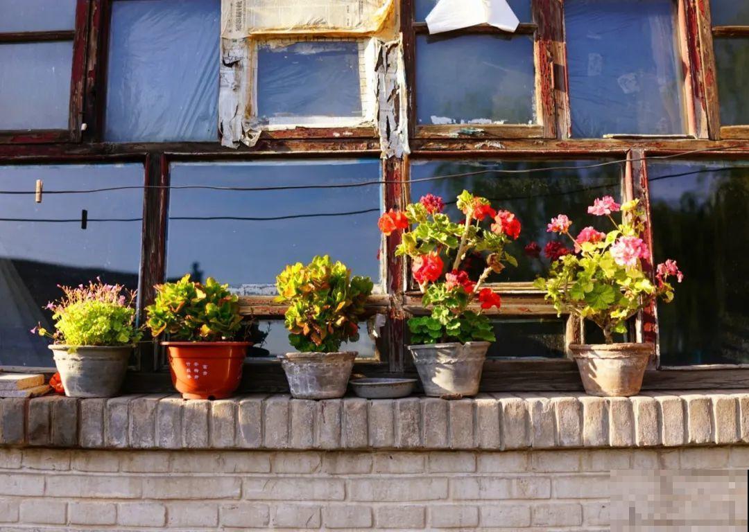 我想有一个,开满花的窗台,每天赏花! 我想有一个,开满花的窗台,每天赏花!
