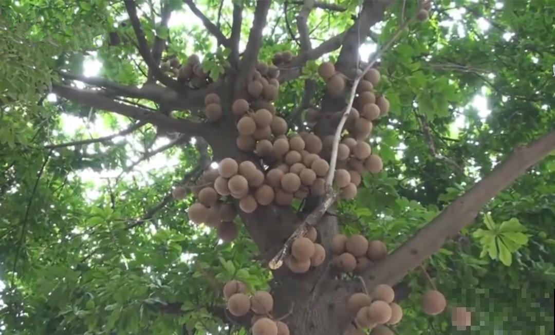 听说有的花能吃人,听着都害怕,是真的吗? 听说有的花能吃人,听着都害怕,是真的吗?