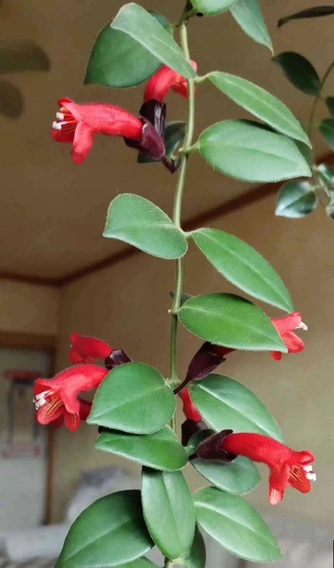 红红火火的过年花,开花特热闹,过年必备! 红红火火的过年花,开花特热闹,过年必备!