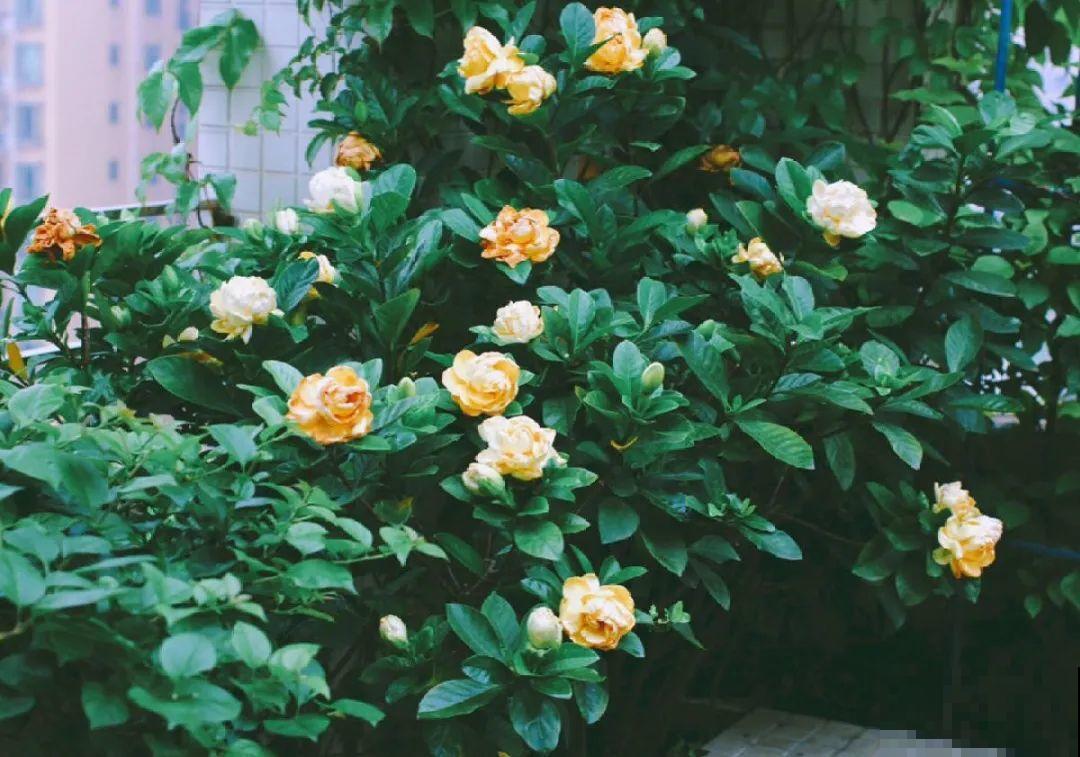 10个养花偏方,一般人我不告诉他,养花太好用 10个养花偏方,一般人我不告诉他,养花太好用