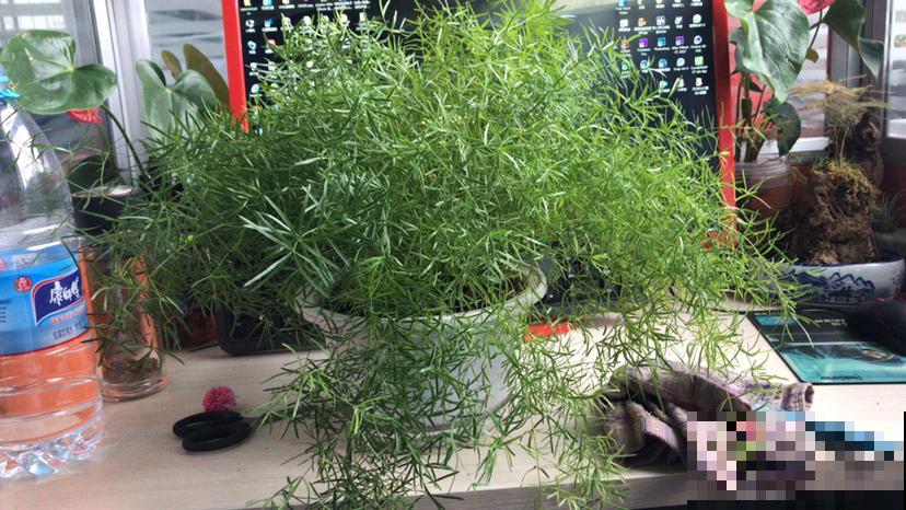 武竹枝条更加苍劲，一年四季绿油油，观赏性超强