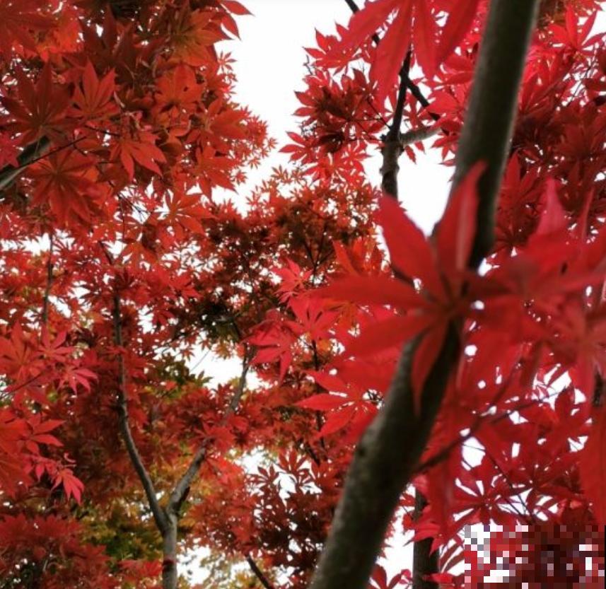 越养越升值的6种花，养花相当于赚钱，你养了吗？