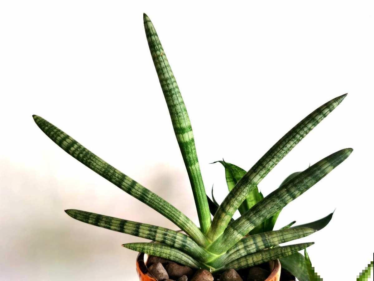 冬天养虎皮兰,注意避开4个坑,才能平稳过冬 冬天养虎皮兰,注意避开4个坑,才能平稳过冬