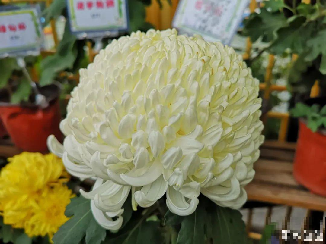 民间十大不吉利花，到底是哪流传来的