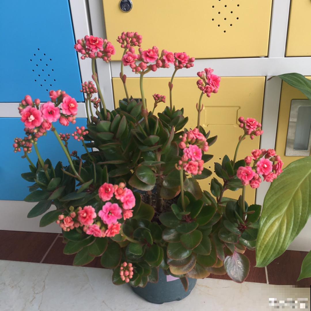 5种花养在小花盆里，只要养两年，就能变成老桩