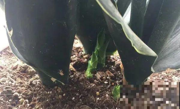 虎皮兰扒层土，嗖嗖冒芽，长得特旺