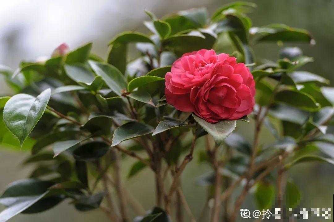 长寿开花变异了，十年都见不到一次，真稀罕